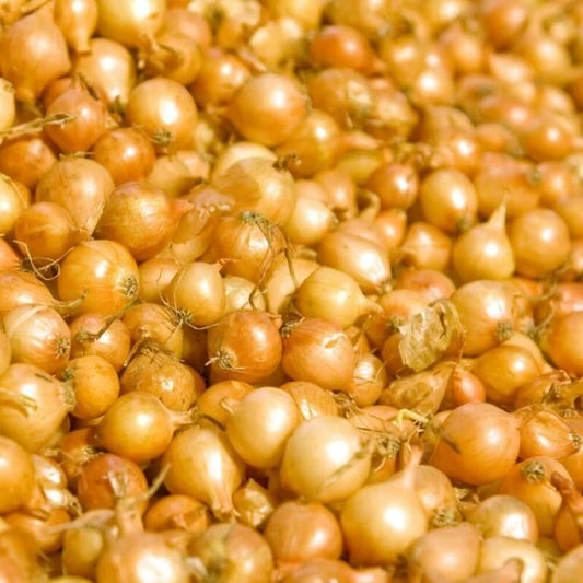 DUTCH SET ONIONS