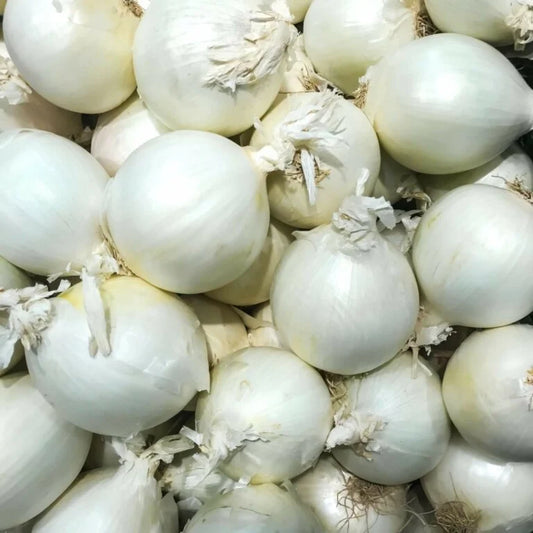 WHITE ONION BULBS